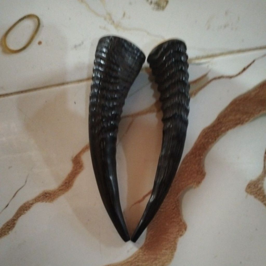 once tanduk kambing hutan.