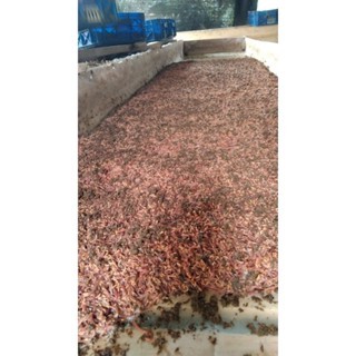 Cacing Tanah 1 kg Berkualitas 100% Bergaransi