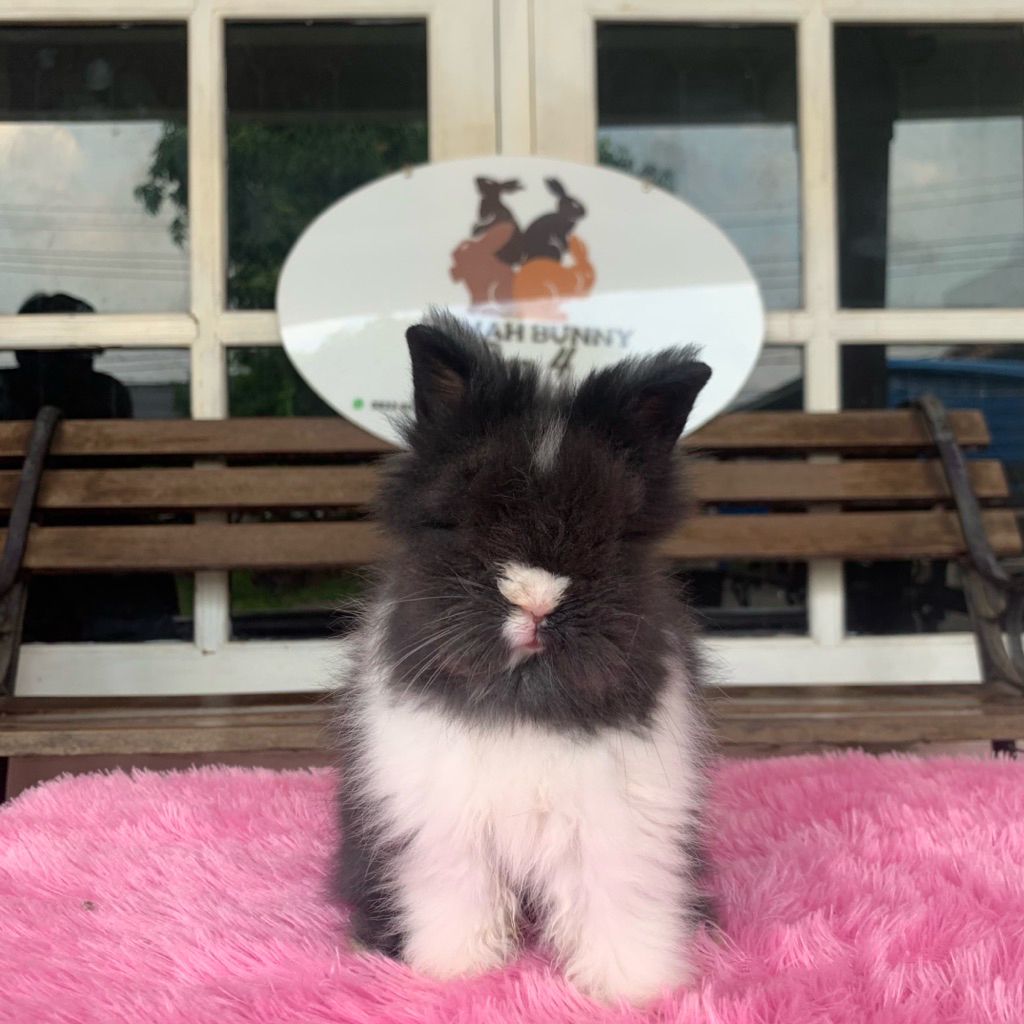 Kelinci lion head jantan 2
