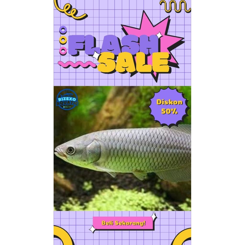 Arowana/Arwana Nile 12-14CM #PromoSpecial