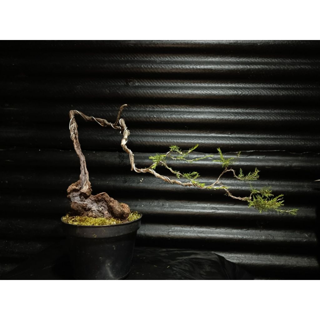 BONSAI CUCUR ATAP Meliuk sudah tahapan