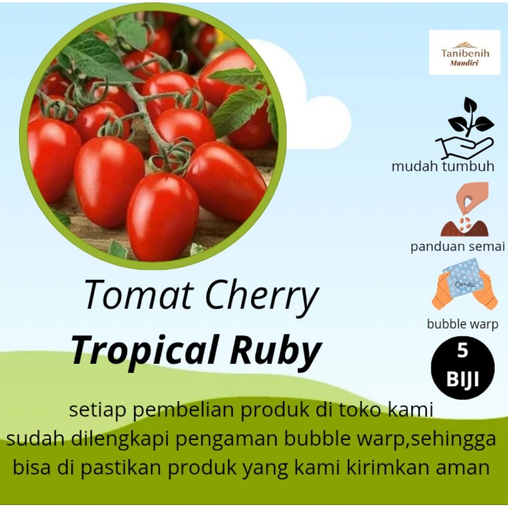 5 Biji Benih Tomat Cherry TROPICAL RUBY, Known You Seed