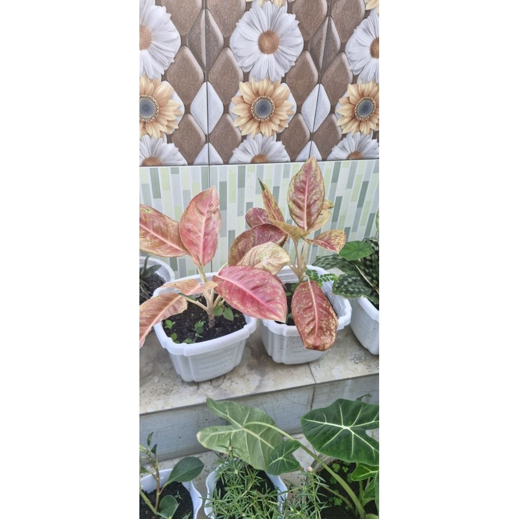 Aglaonema / Sri Rejeki