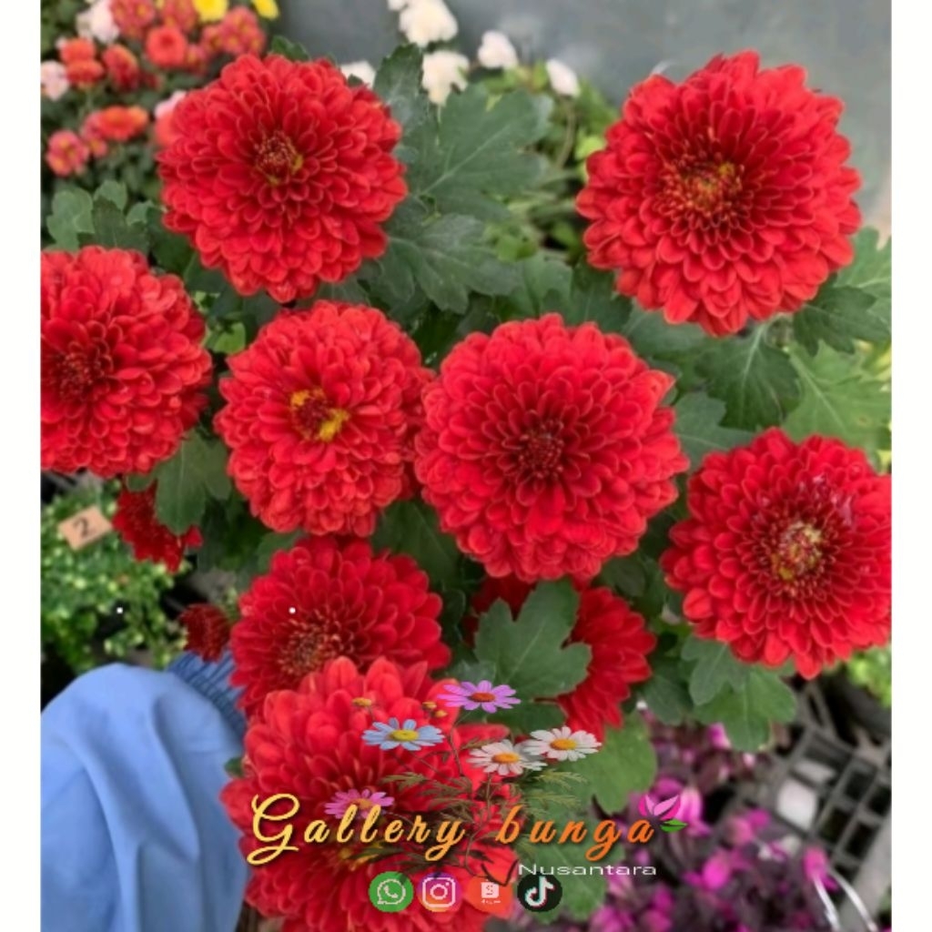Bunga krisan merah maroon