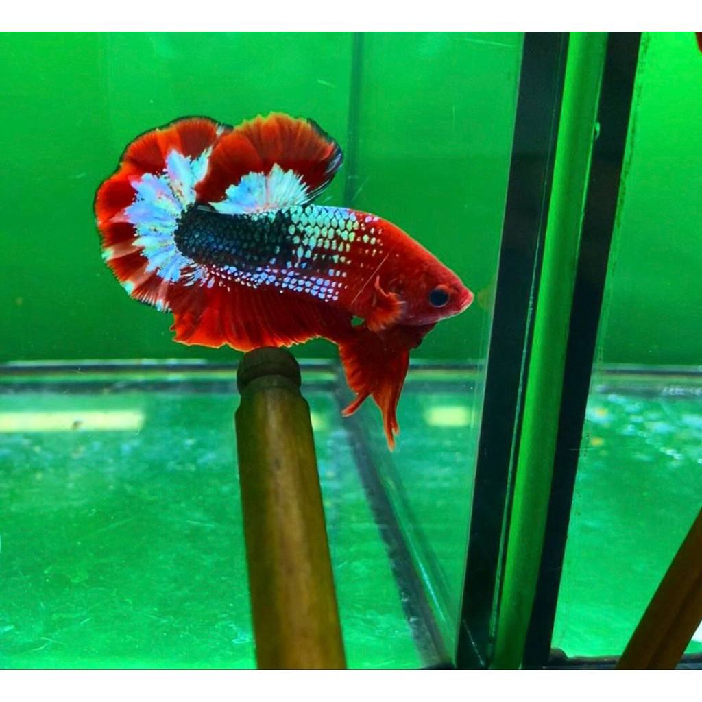 Bahanan Plakat FCCP Vietnam