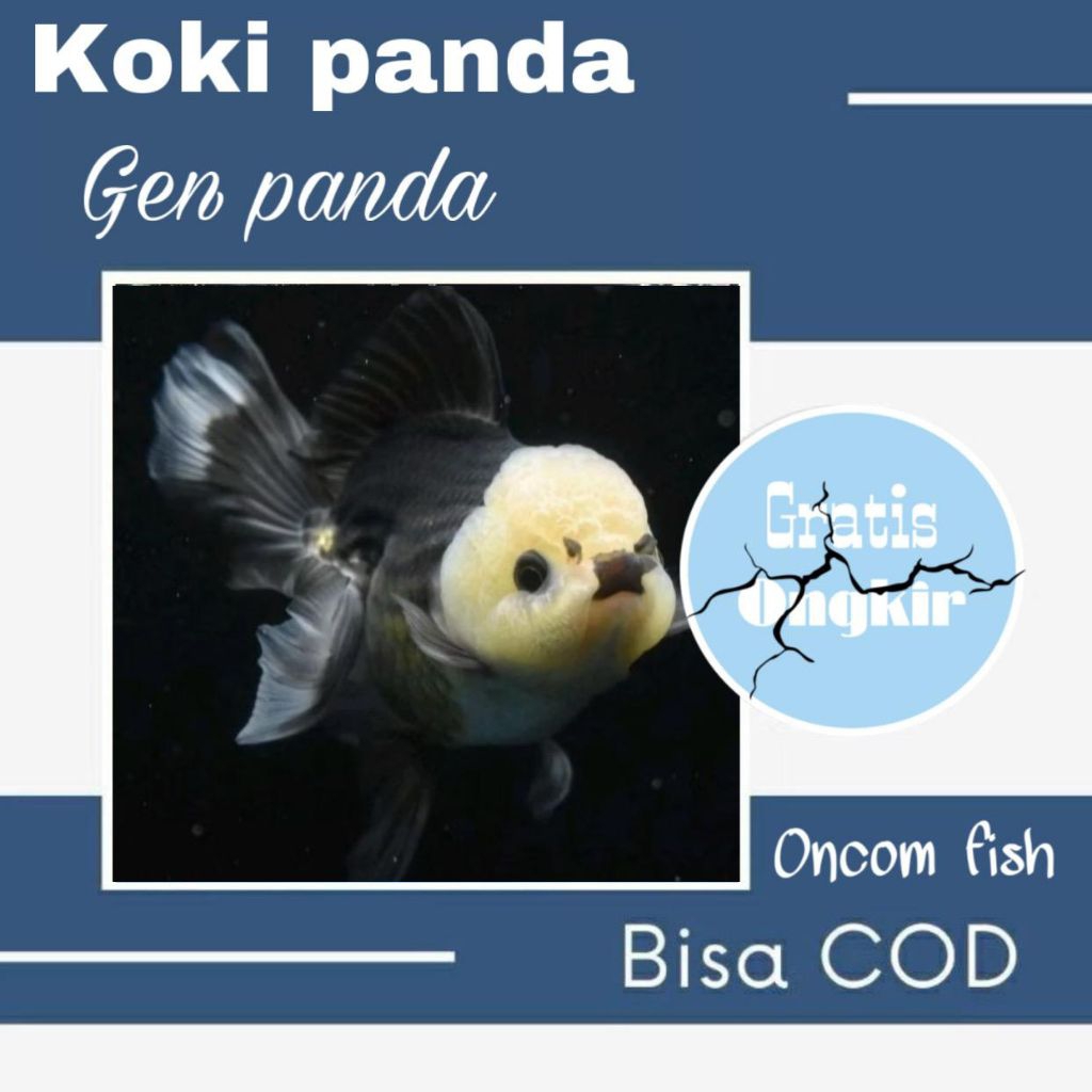 maskoki oranda PANDA ikan hias koki short body grade A