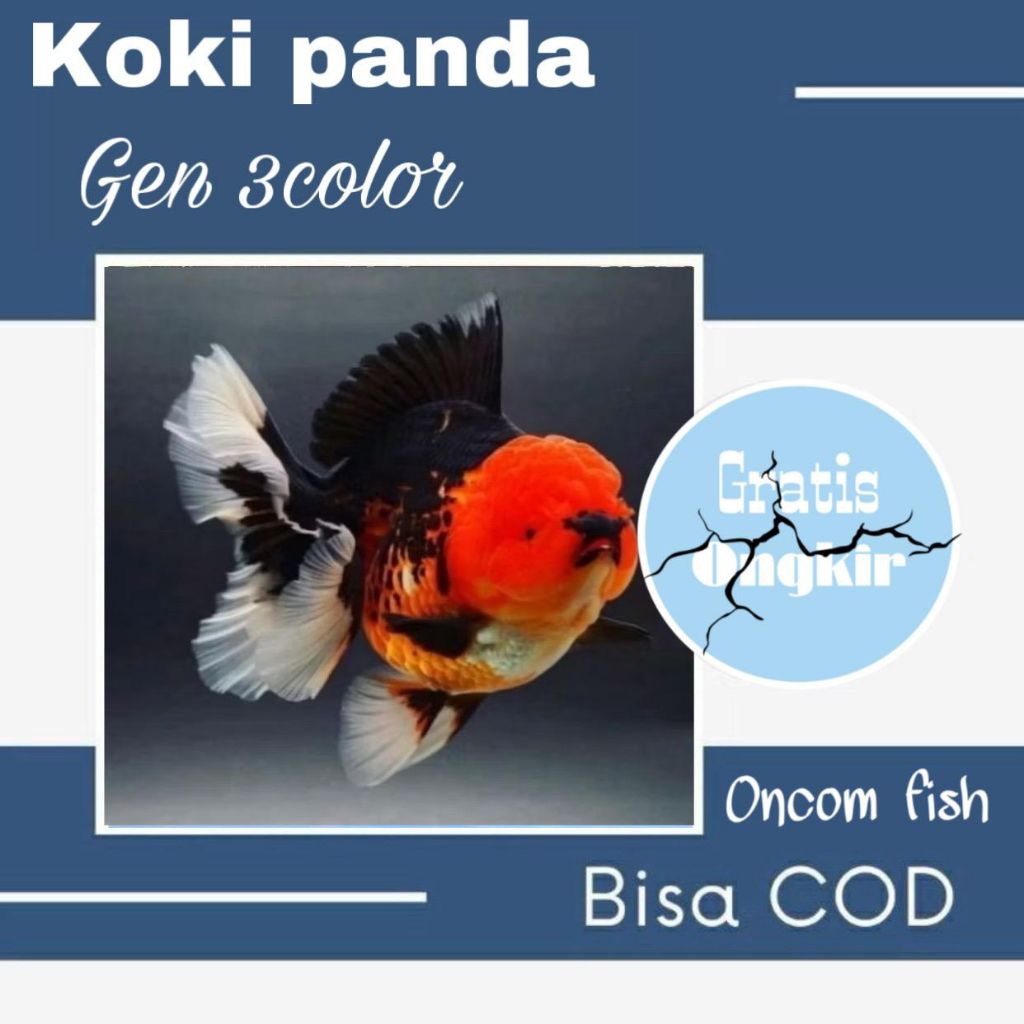 hiasan aquarium koki Oranda panda tricolor besar kul as litas bagus untuk aquarium