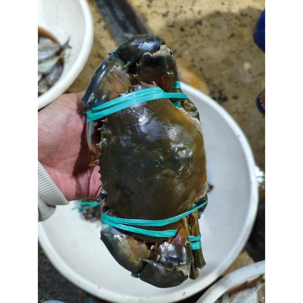 Kepiting Fresh / Kepiting Hidup isi 3-4 Per kg / Kepiting Segar / Kepiting Hidup Segar