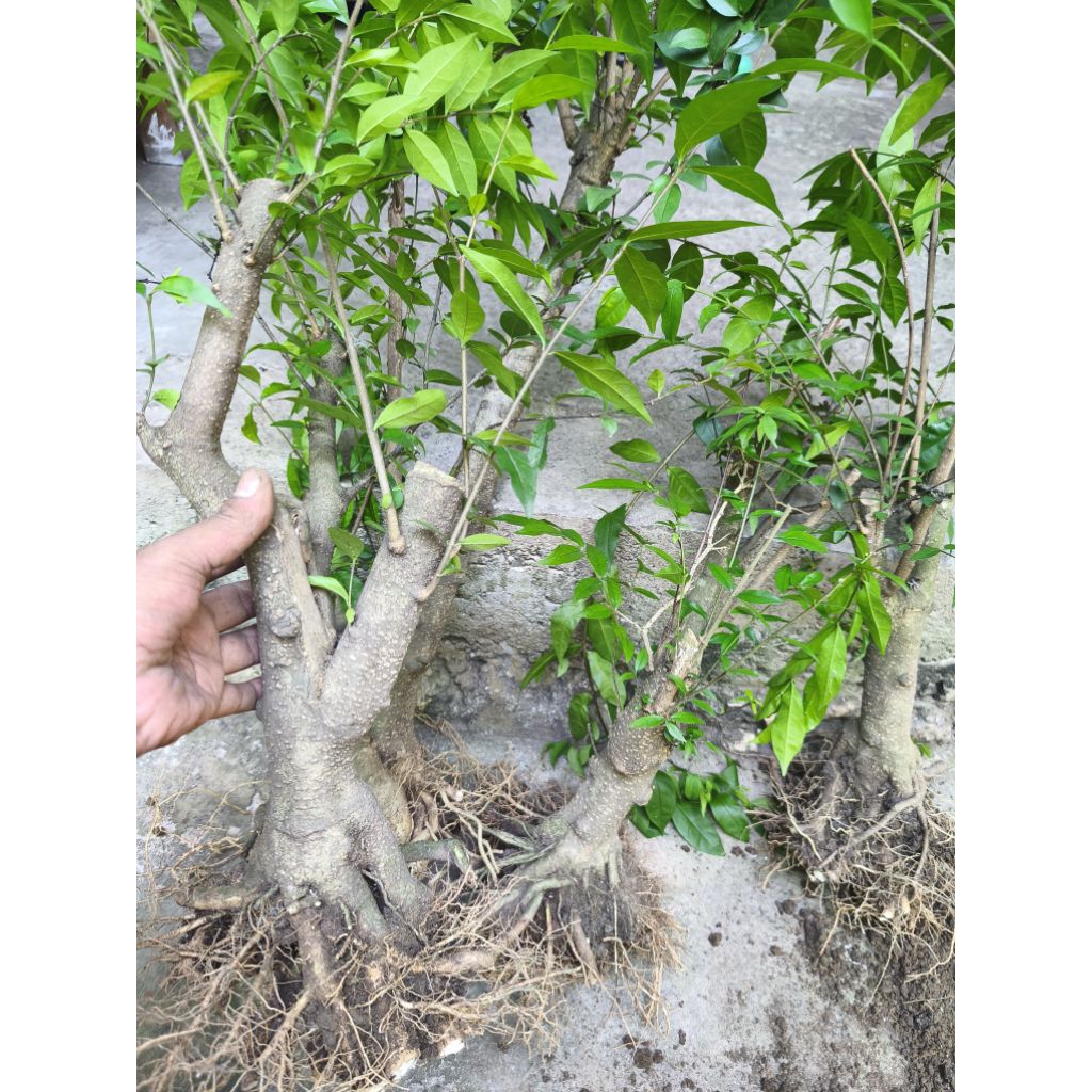 bahan bonsai anting putri prospek