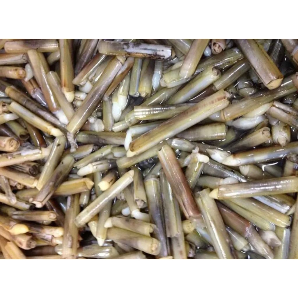 Kerang bambu segar 1kg