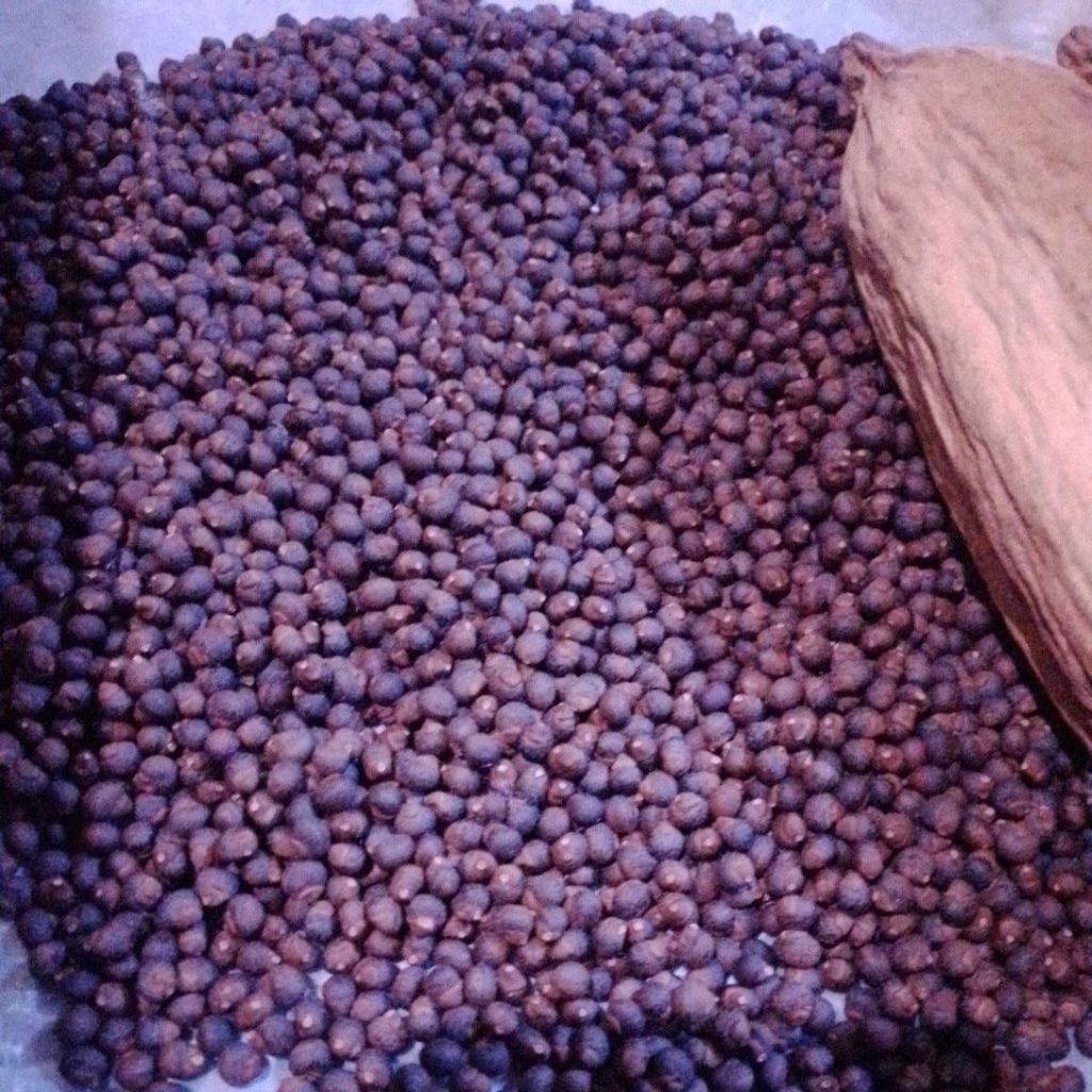 Biji kapuk kapas randu