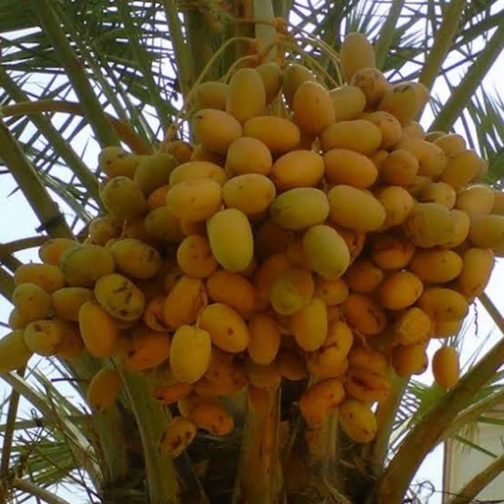 Bibit Tanaman Kurma Tropis Siap Tanam