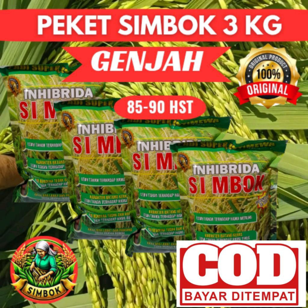 (3kg GENJAH) PADI SIMBOK UMUR PENDEK 85-90 HST
