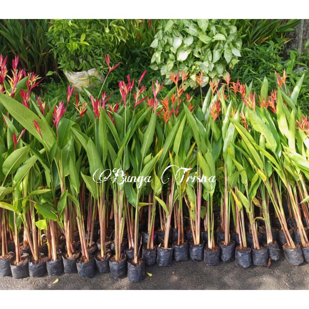 Tanaman hias HELICONIA/PISANG-PISANGAN BALI
