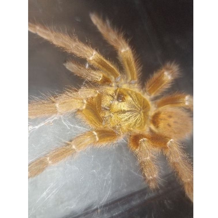 Tarantula Pterinochilus Murinus OBT SAF