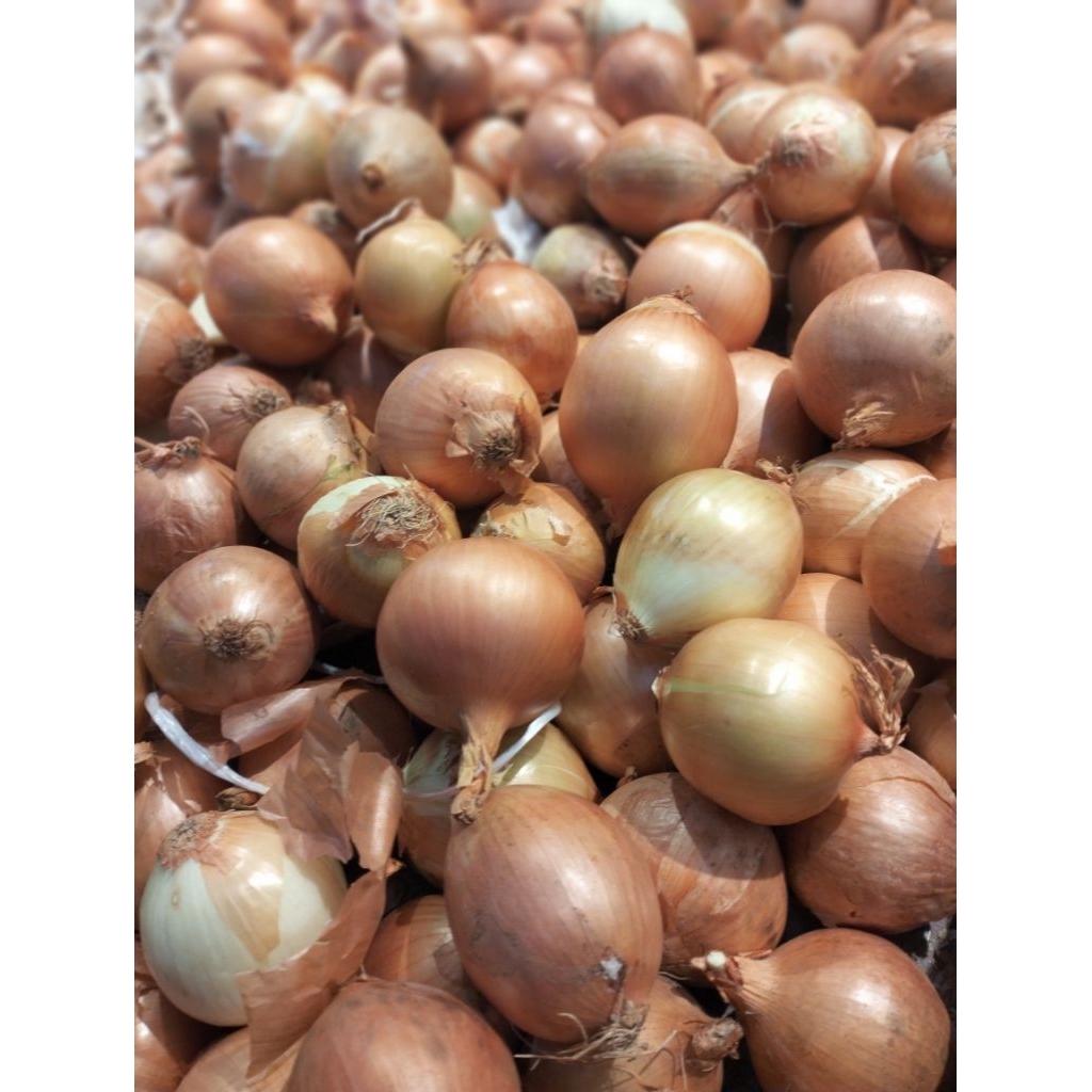 Bawang Bombay / Bawang Bombay Import