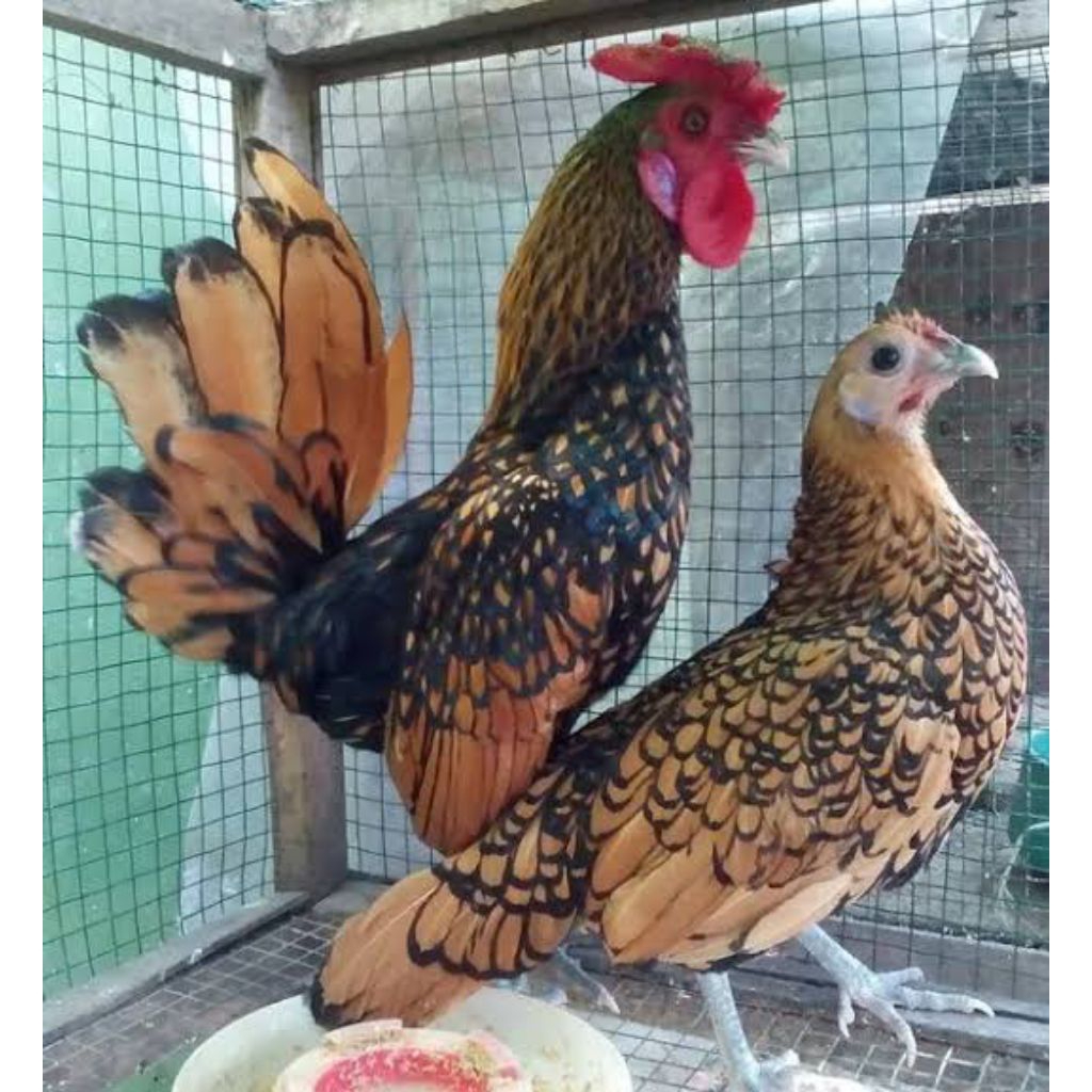 Ayam Batik Kanada | Batik Kanada | Ayam Hias | Usia 1 Bulan | Yan45