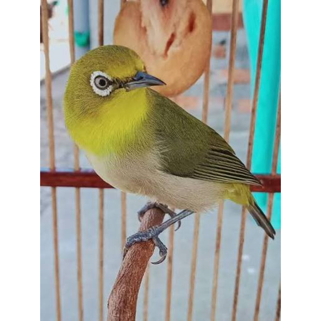 pleci monti mata putih pilihan rawatan