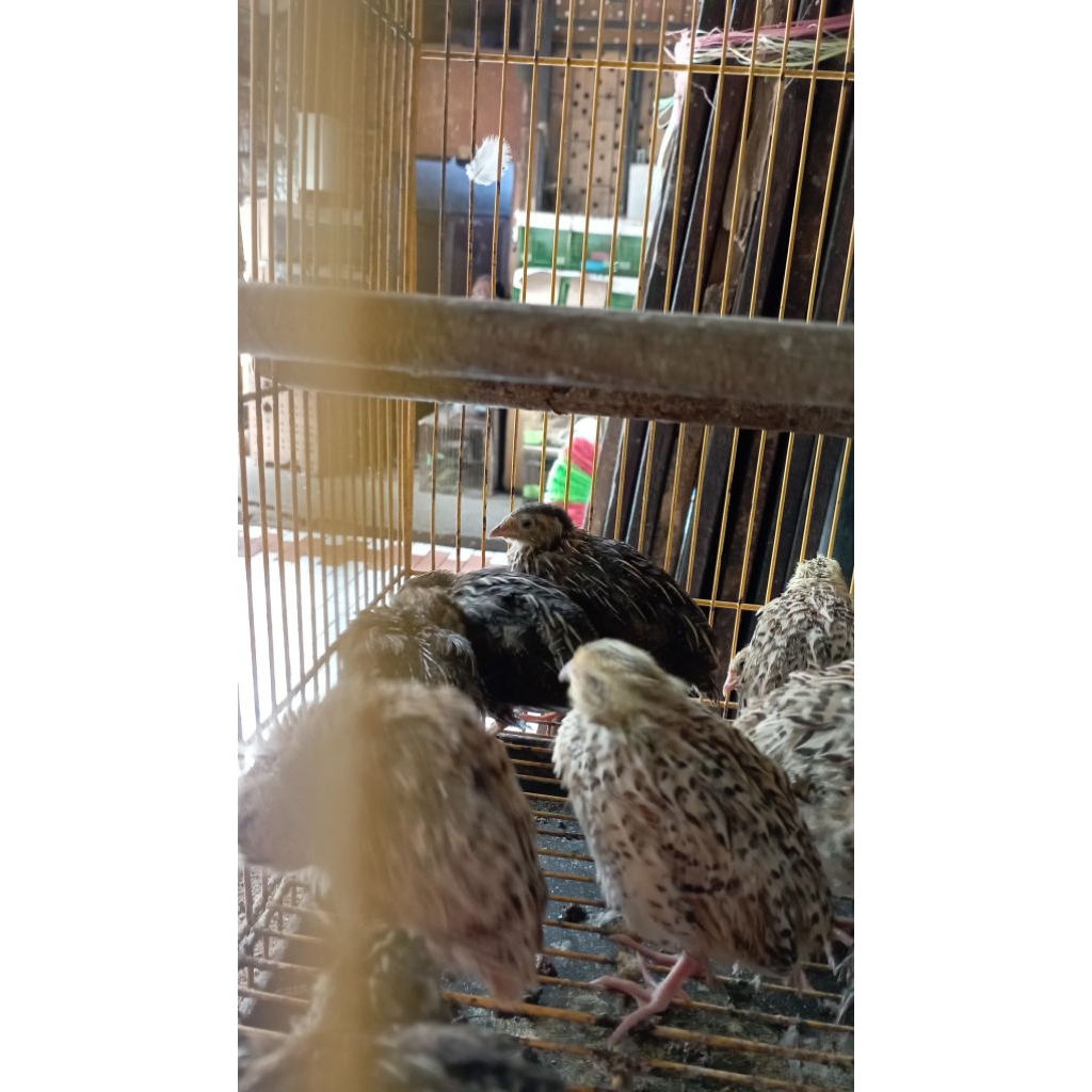 burung/ayam puyuh petelur betina sehat dan gemuk