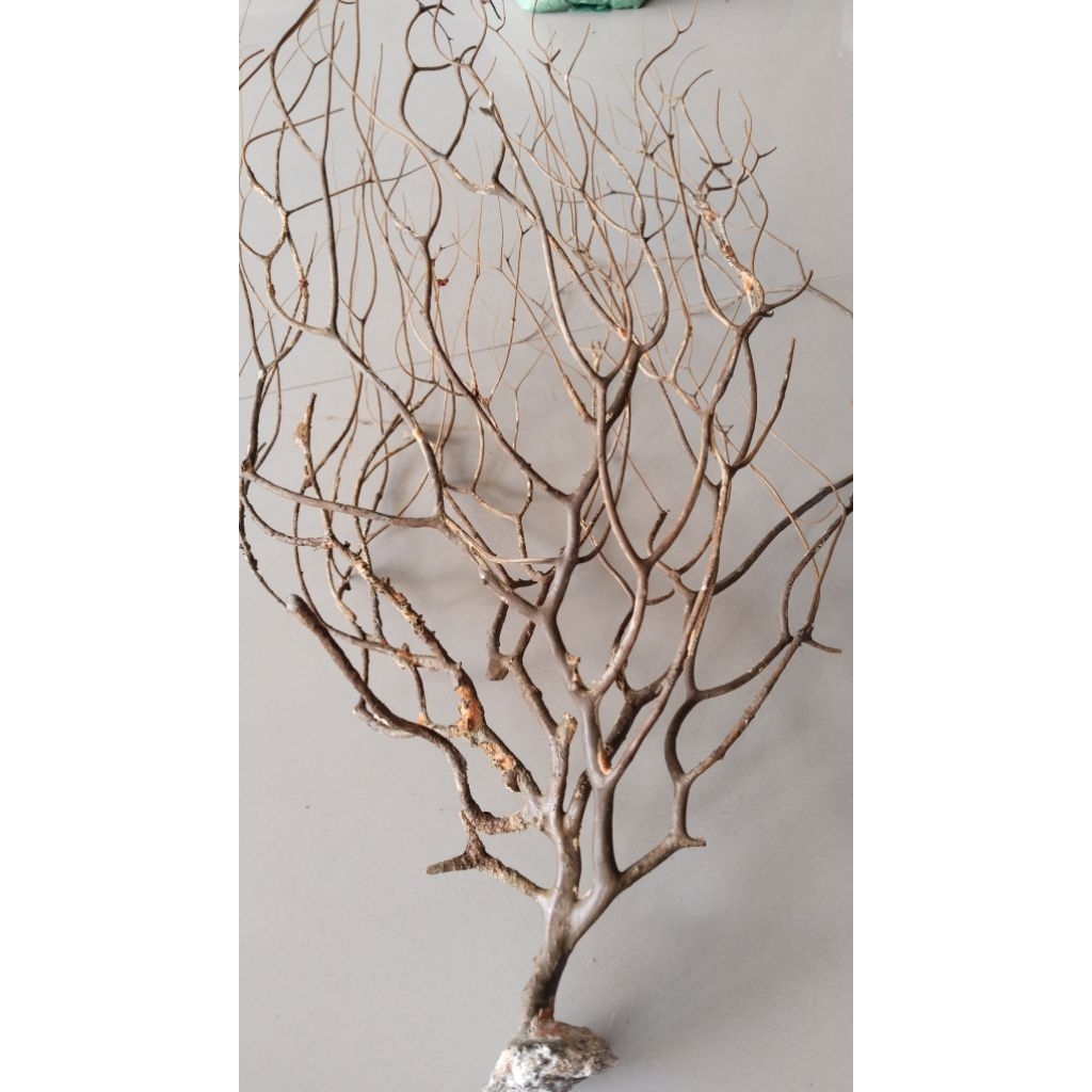 Hobby uli gadang nusa jarang ada