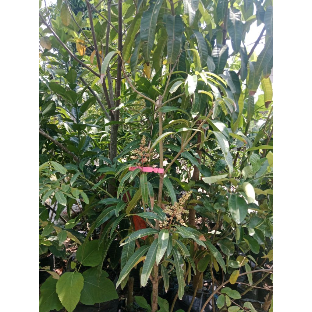 bibit mangga irwin 1,7 meter berbunga+packing kayu