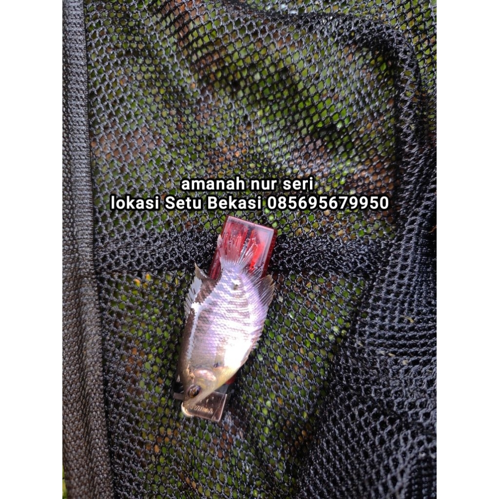 ikan gurame soang ukuran korek gas #gurame