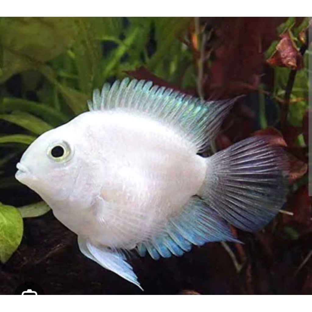 TERLARIS, Ikan blue polar platinum