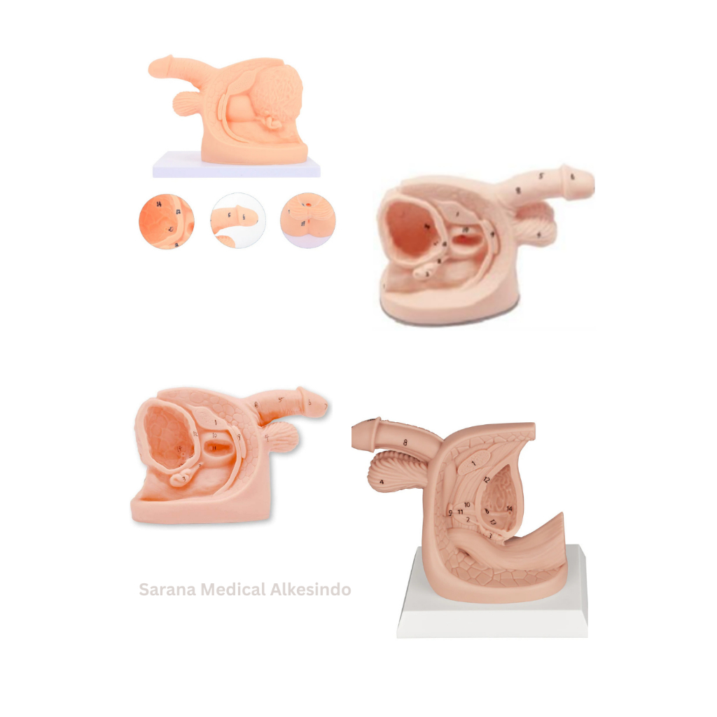 Manekin/Manikin/Alat Peraga/Phantom/Manekin Model Kateterisasi Pria – Manekin Anatomi Alat Kelamin L