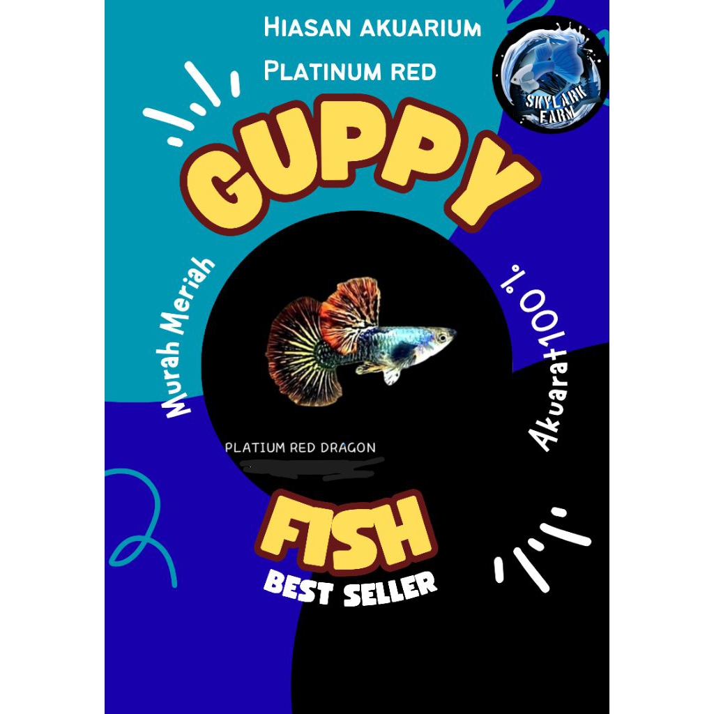 Guppy Platinum Red Dragon | Grade A+ | Hiasan Akuarium