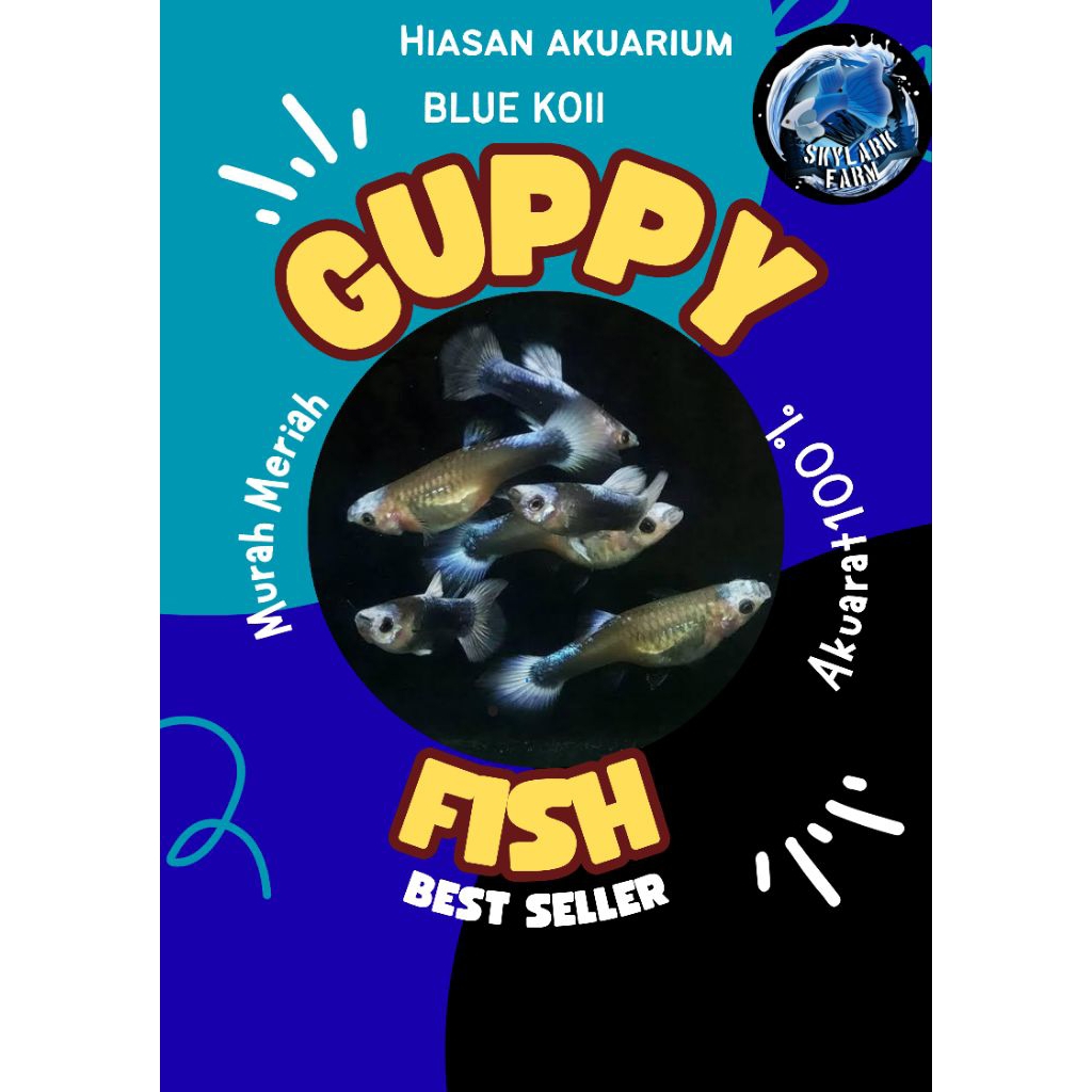 Guppy Blue Koi | Grade A+ | Hiasan Akuarium