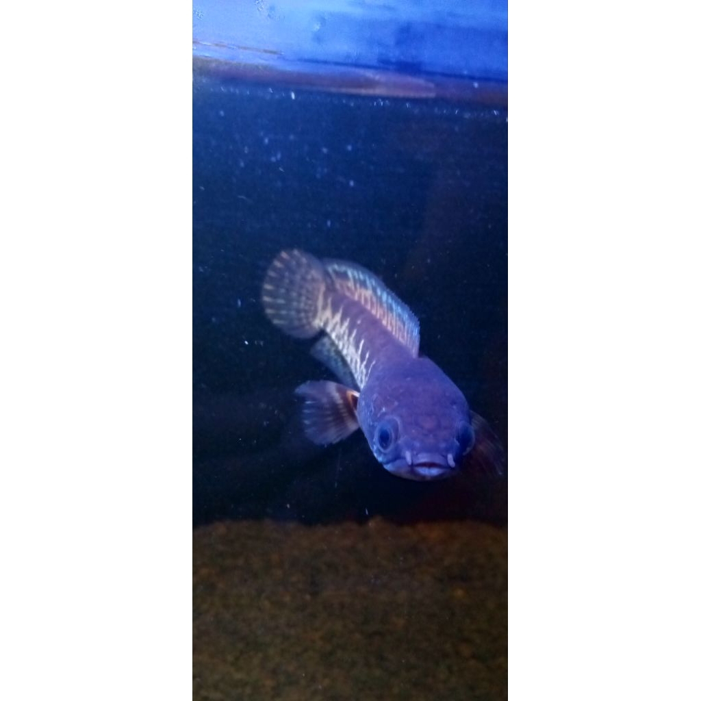 channa auranti 12-13 cm | ikan predator | ikan rawatan