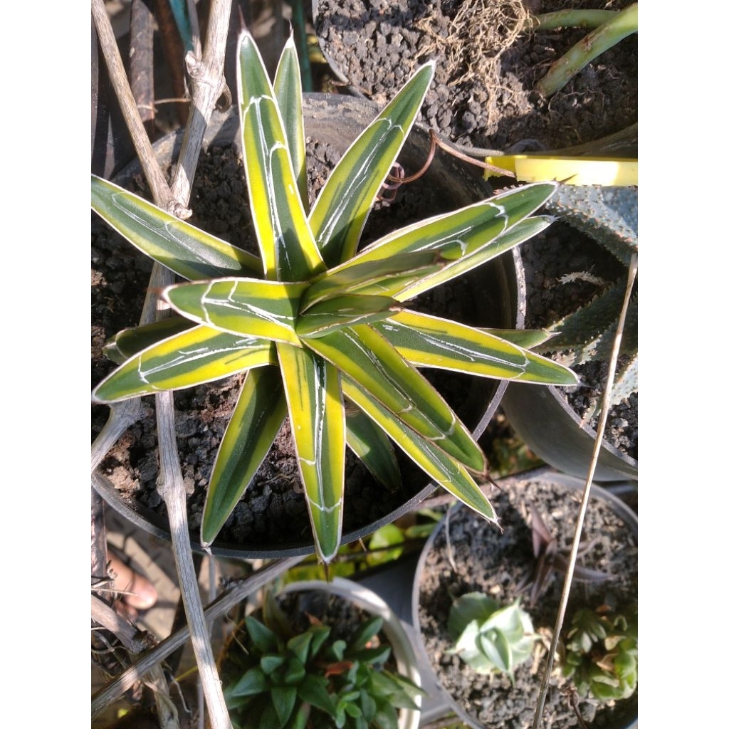 agave victoriae variegata