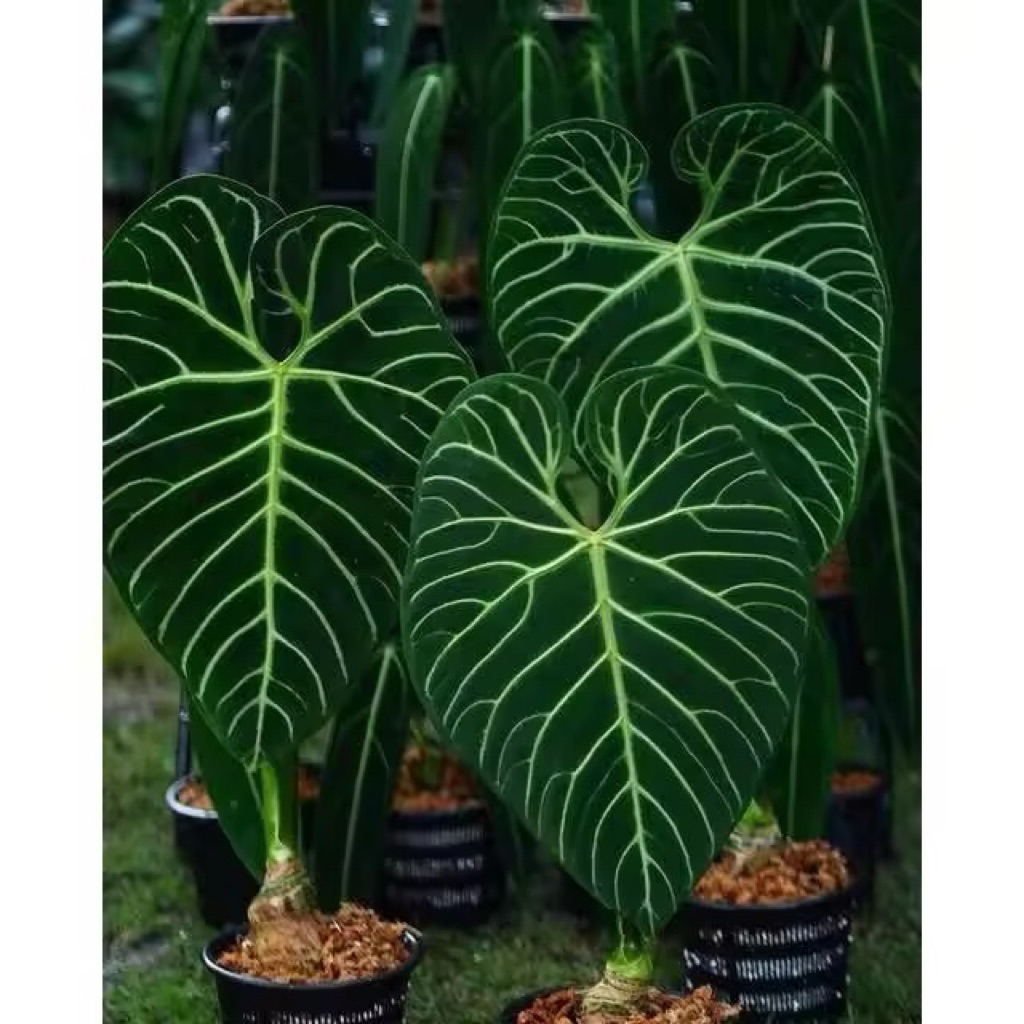 promo 2 biji anthurium kuping gajah regale