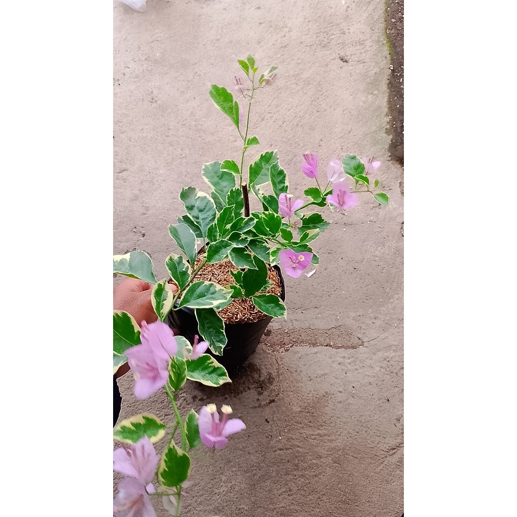 tanaman bougenville varigata ungu