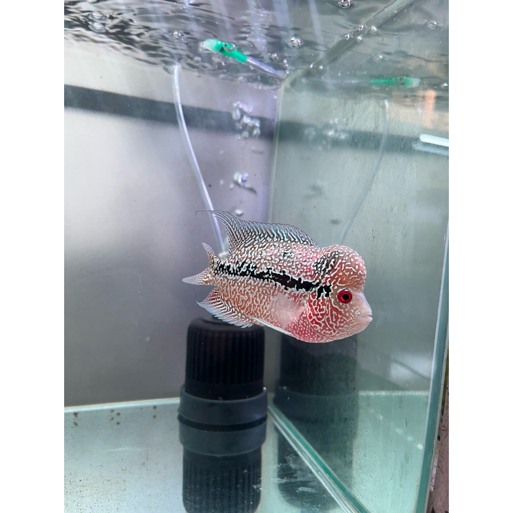 lohan cencu mutiara cakep