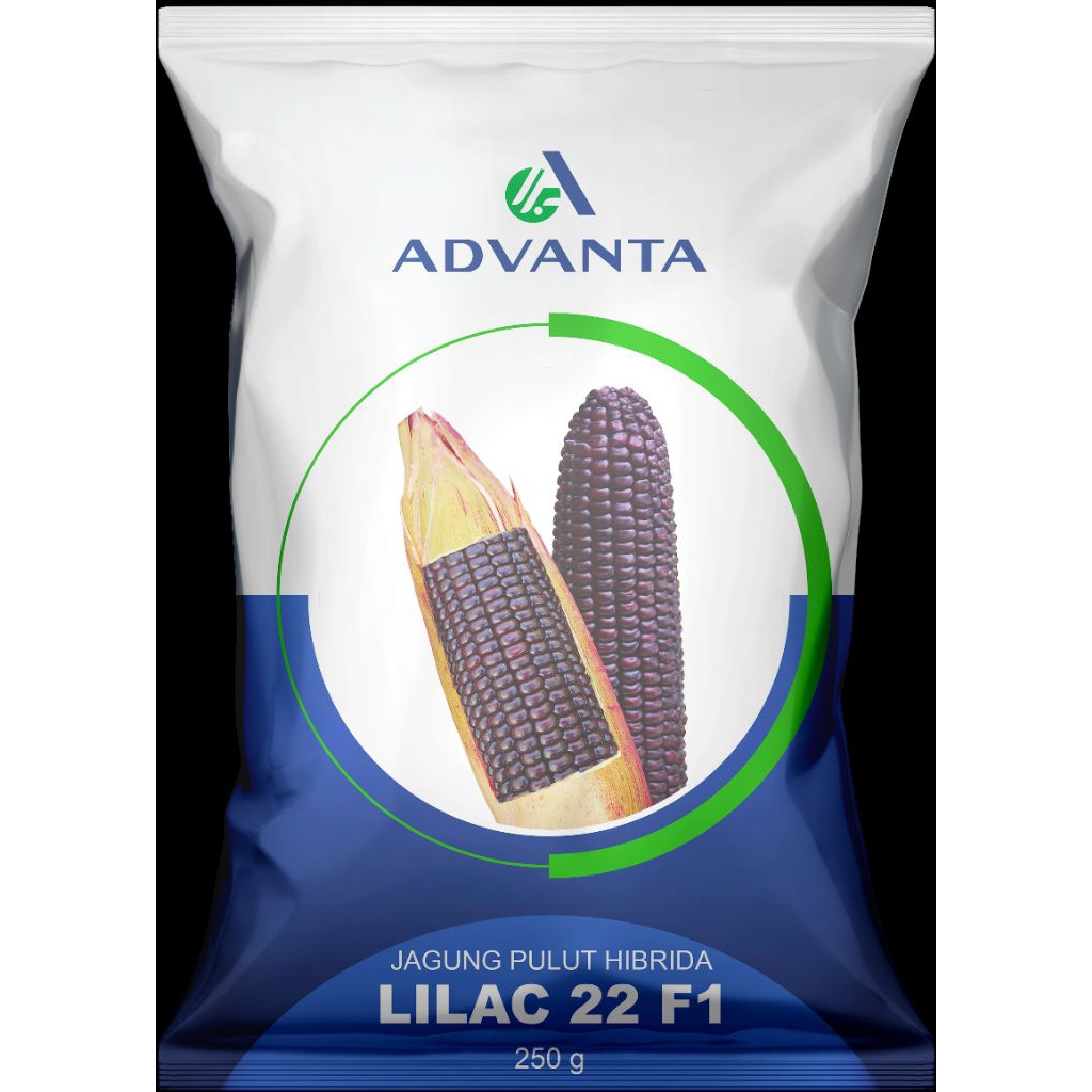 BENIH JAGUNG PULUT/KETAN LILAC HIBRIDA F1 ADVANTA