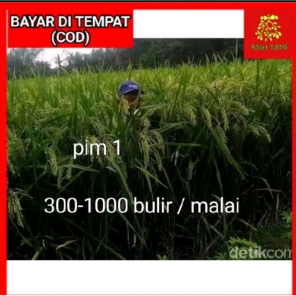 Benih Padi PIM 01 Unggul Berkualitas Original 1Kg
