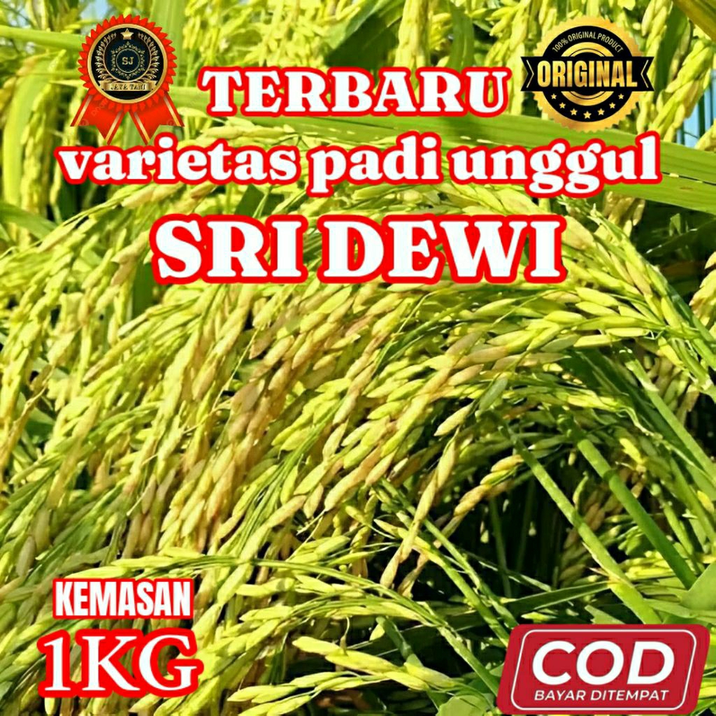 BENIH BIBIT PADI (SRI DEWI) KEMASAN 1KG ORIGINAL DAN BERKUALITAS