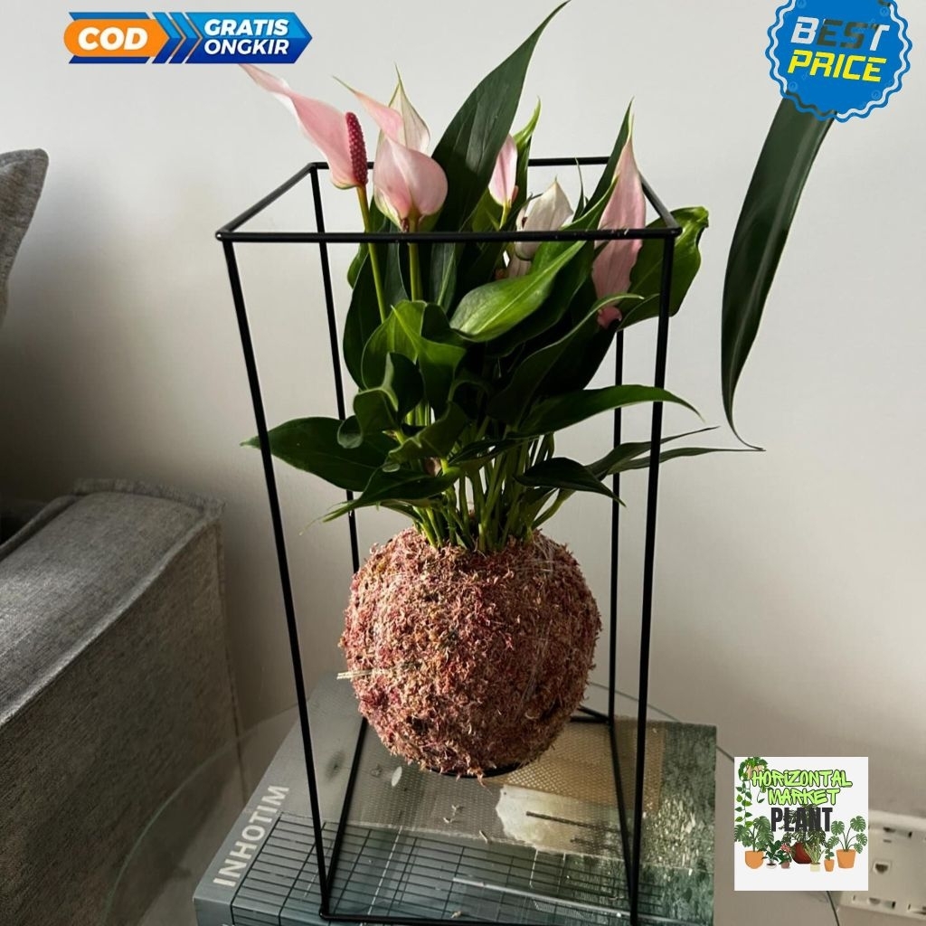KOKEDAMA - TANAMAN HIAS ANTHURIUM BUNGA PINK - KOKEDAMA SABUT KELAPA