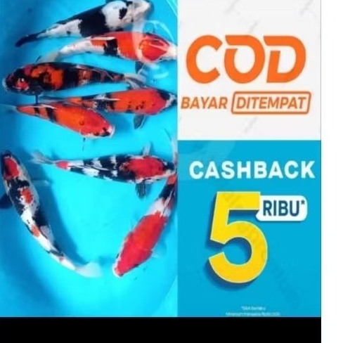 Bibit ikan koi showa mix siro 5 ekor