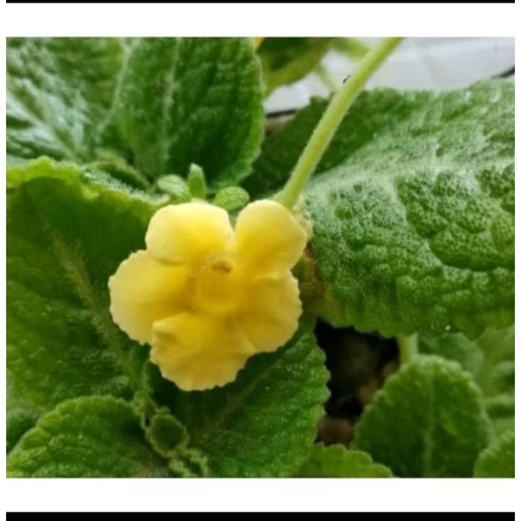 episcia bunga kuning yellow mist