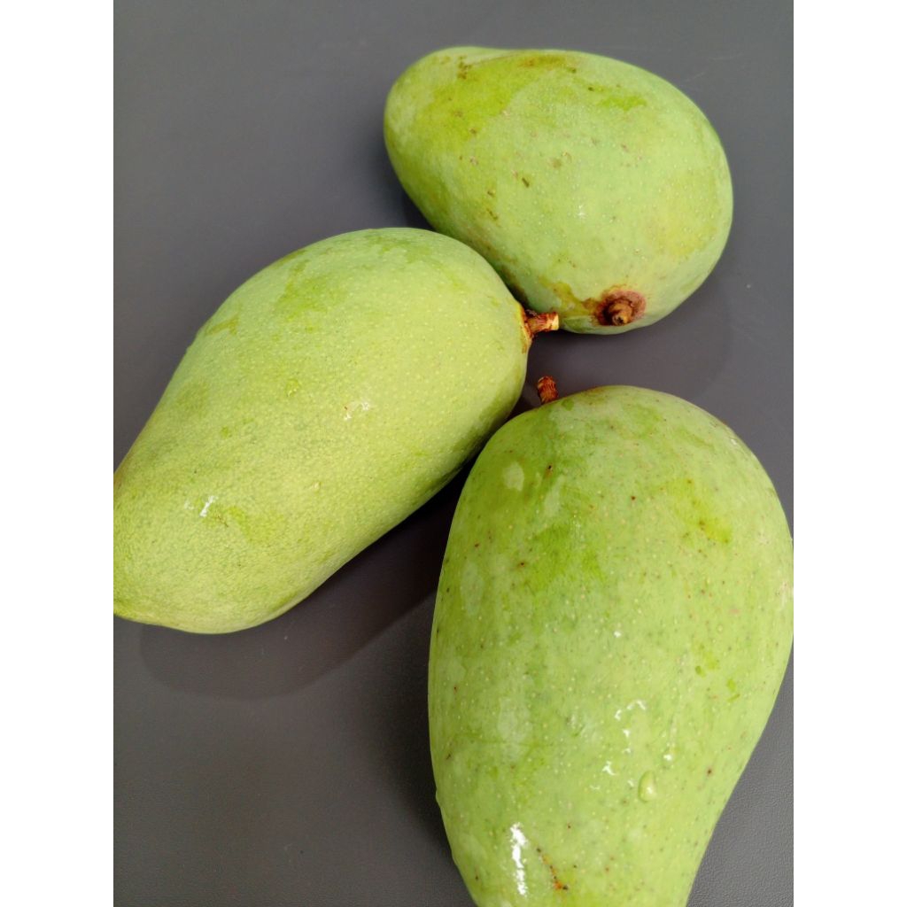 Buah Mangga Chokanan muda