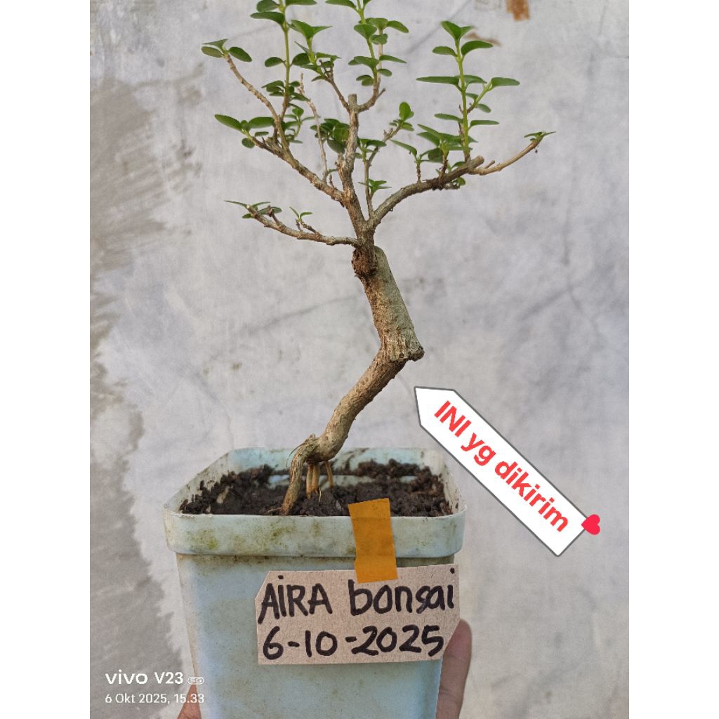bonsai sancang cantik real pict