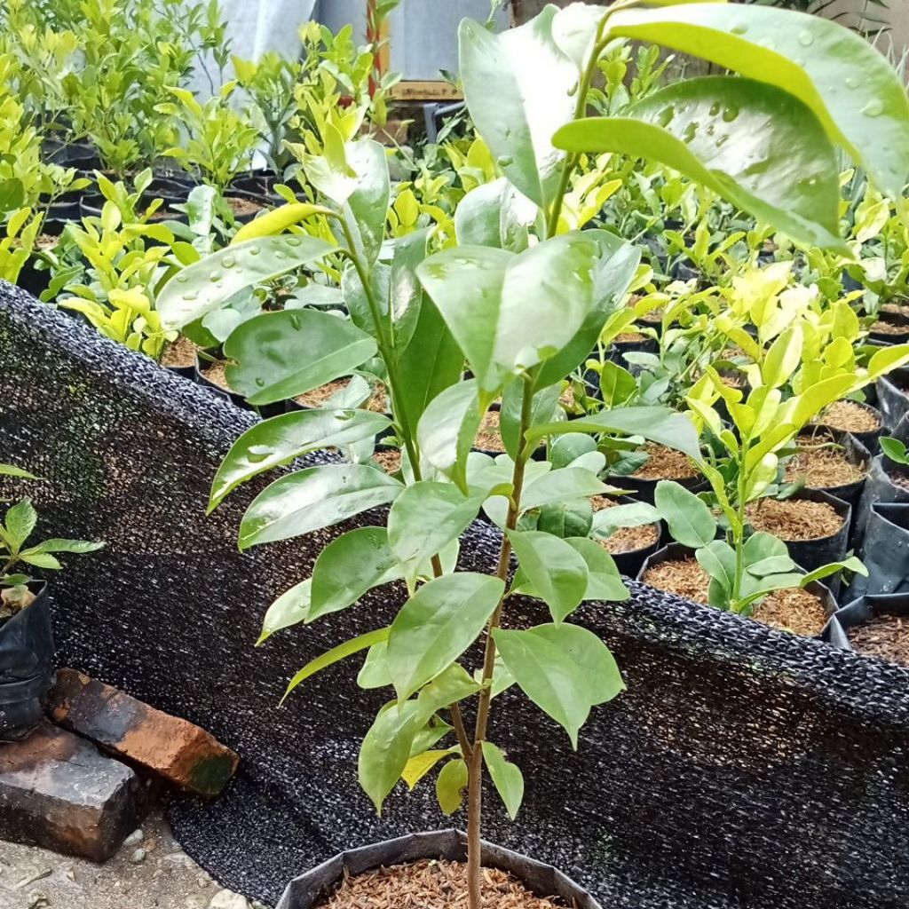 Bibit Sirsak Biji Daun Sirsak untuk obat Sirsak kampung Asli Indonesia