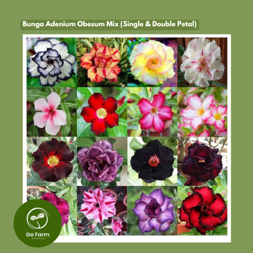 (10 Biji) Benih Bunga Adenium Obesum Mix Import Thailand  Kombinasi Kelopak Ganda & Tunggal