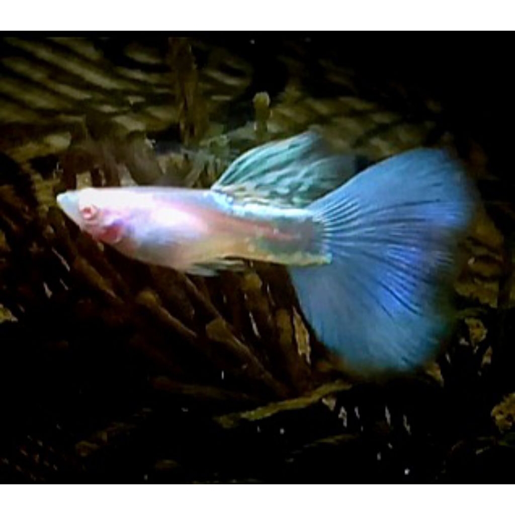 Sticker Guppy Albino mssbt