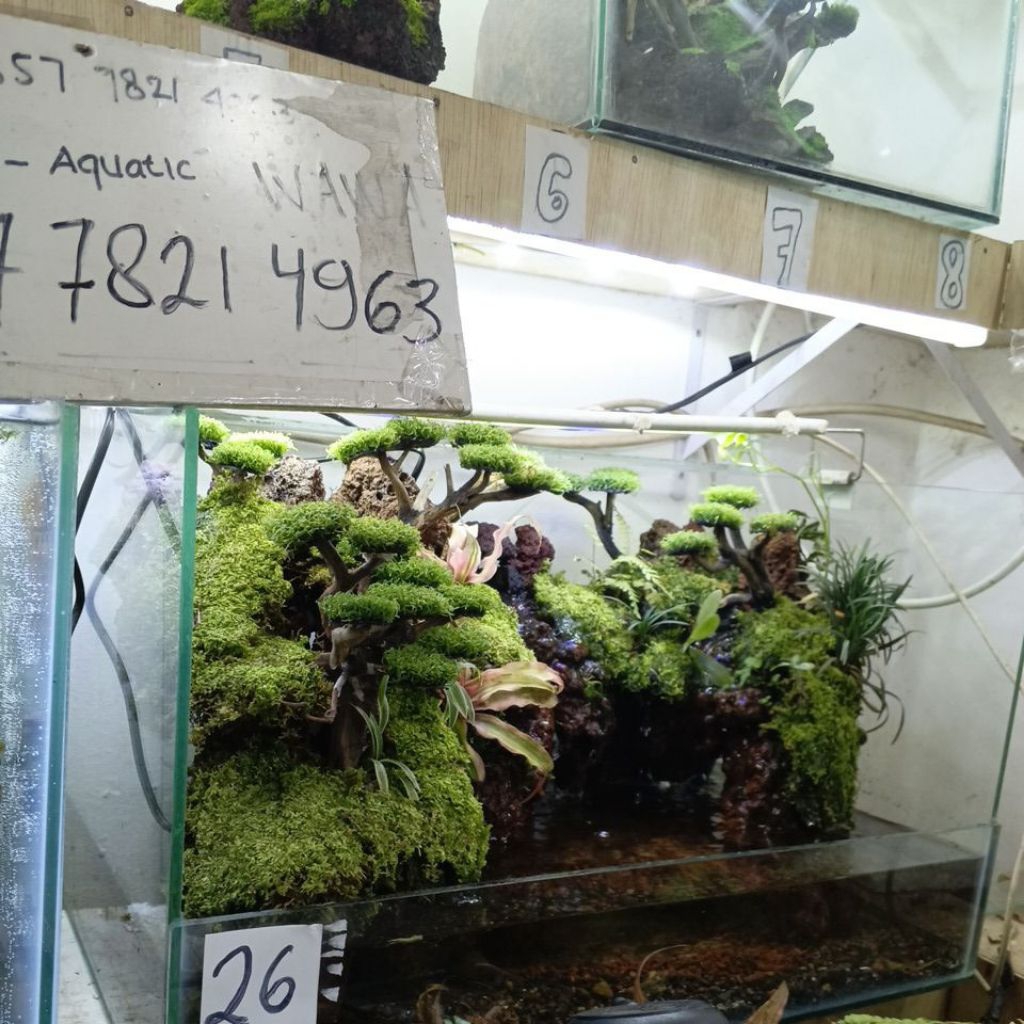 paludarium size 60*30*30m fullset siap pandang.
