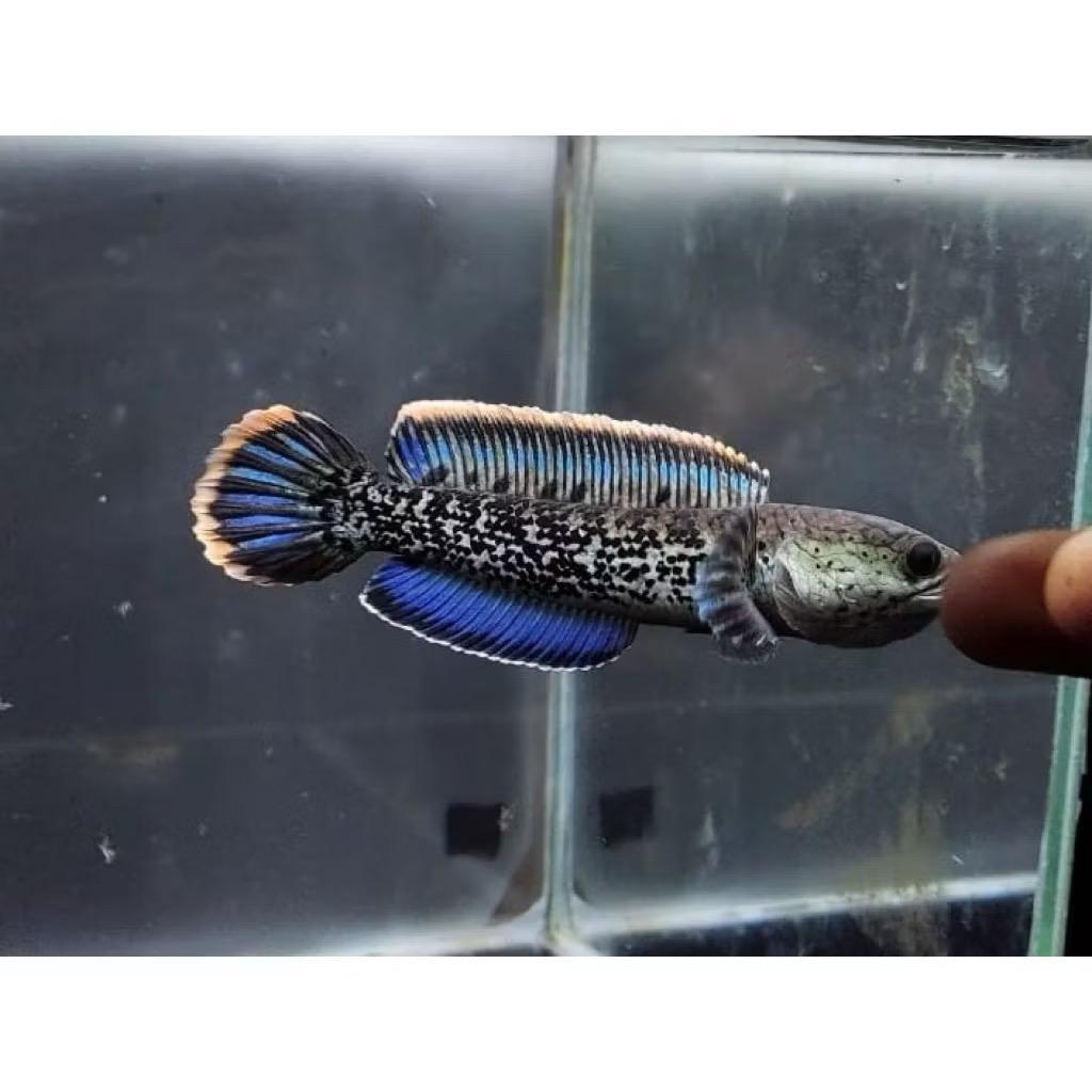 Stewarti BlackGalaxy 3-5cm full dott