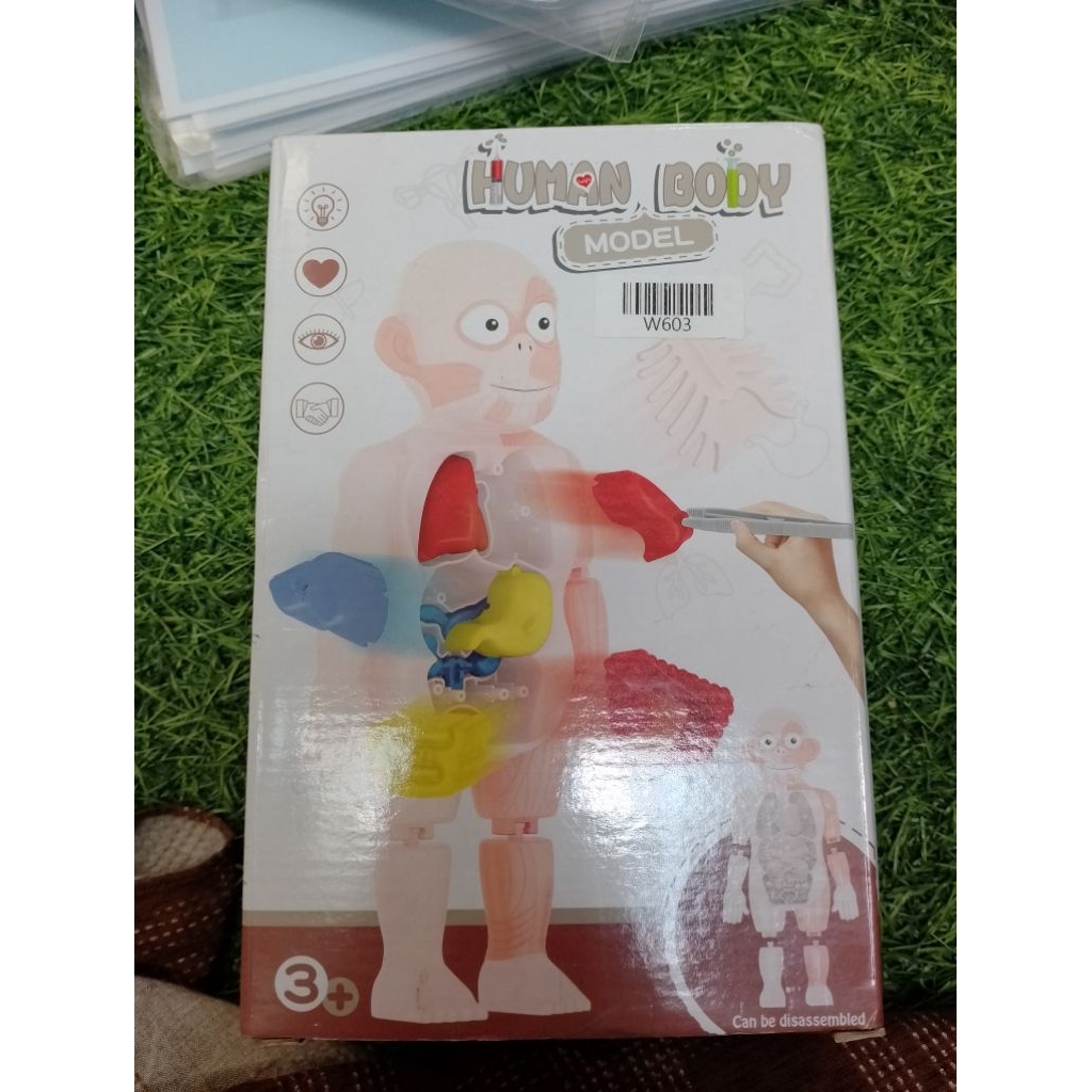 mainan human body