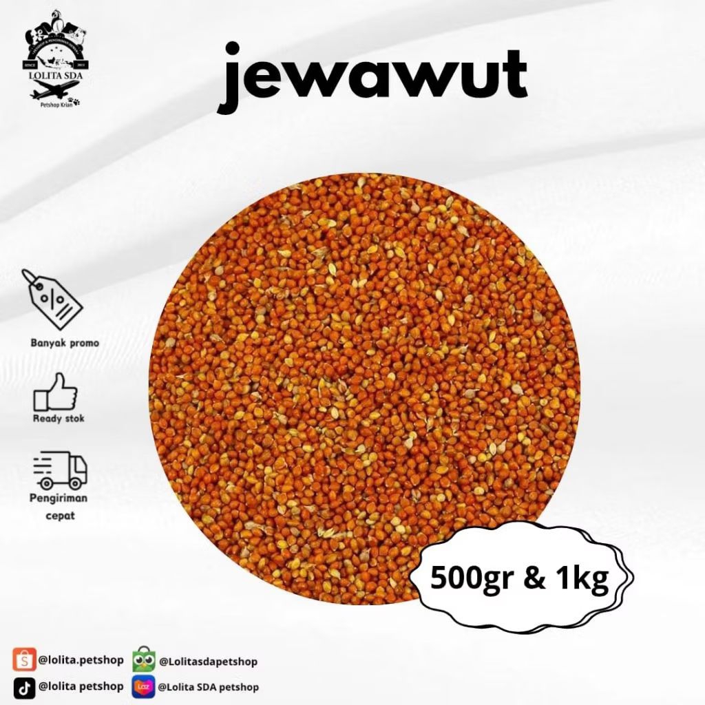Jewawut 1kg & 500g jewawut pakan burung